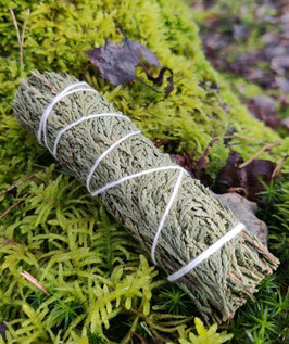 Bâton de cèdre 10/11 cm (Cupressus arborvitae)