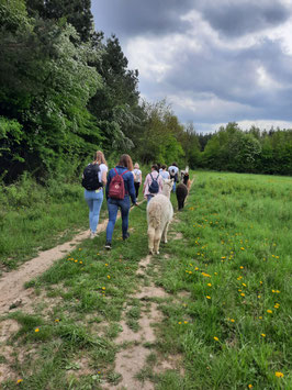 Gutscheine Alpakawanderung 21.06.2026 17.00 Uhr