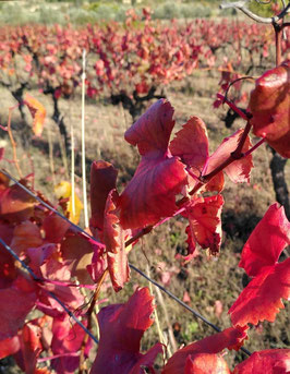 Vigne rouge (Vitis vinifera) - 20 g