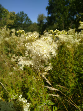 Reine des prés (Filipendula ulmaria)- 20G