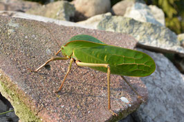 Siliquofera grandis/ Riesenblattschrecke Adlutes Männchen