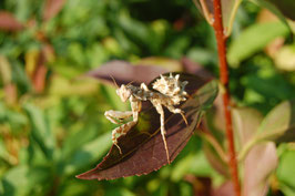 Blepharopsis mendica/Kleine Teufelsblume L2/L3