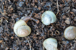 Pleurodonte isabella-Schokoschnecke
