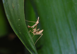 Empusa hedenborgii L2/L3