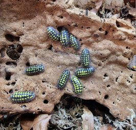 Armadillidium gestroi 12 Stk