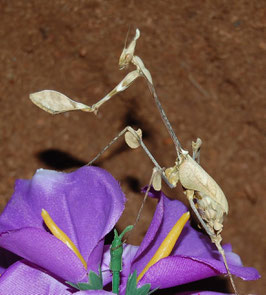 Wandelnde Geige/Gongylus gongylodes L2/L3