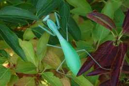 Hierodula membranacea/Indische riesengottesanbeterin
