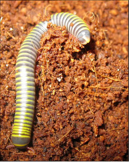 Anadenobolus monilicornis
