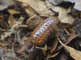 Armadillidium klugii Orange 12 Stk