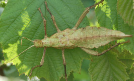 Malaiische Riesengespenstschrecke /Heteropteryx dilatata Pärchen