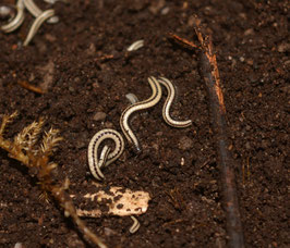 Spirobolellus sp Maui