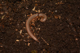 Atapochetus spinimargo