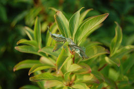 Phyllocrania paradoxa/Geistermantis  L2/L3