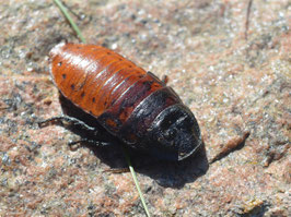 Gromphadothina portentosa/Madagaskar Fauchschabe Mitte -Groß