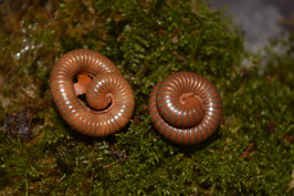 Spirostreptus sp. 1