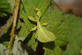 Phyllium philippinicum/Wandelndes Blatt Klein