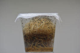 Drosophila hydei/Große Fruchtfliege