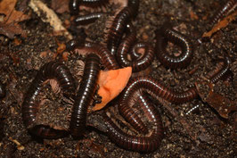 Dendrostreptus macracanthus