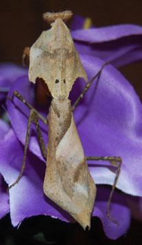 Deroplatys Desiccata/ Totes Blatt Pärchen L4/L5