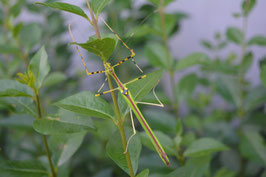 Necroscia annulipes Adultes Pärchen