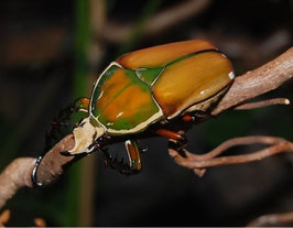 Mecynorrhina torquata ugandensis Larve L3