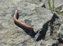 Rhinocrocus spec