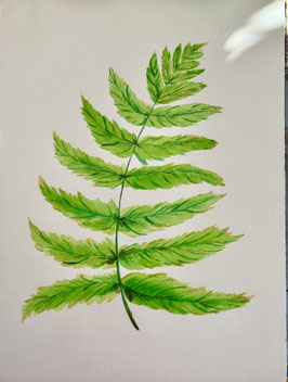 Sibirische Fiederspiere