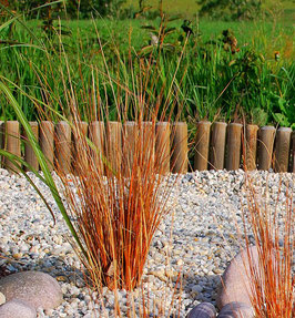 Carex buchananii 'Firefox' / Neuseeland Segge