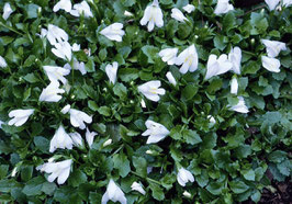 Mazus reptans 'Albus' / Lippenmäulchen