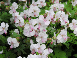 Geranium cantabrigense 'St Ola' / Storchschnabel