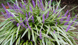 Liriope muscari ‚Variegata' / Glöckchentraube