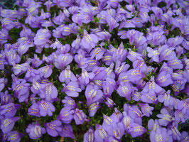 Mazus reptans / Lippenmäulchen