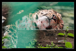 Amurleopard, Wuppertaler Zoo