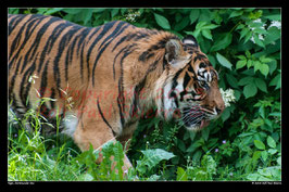 Tiger, Dortmunder Zoo