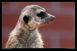 Erdmännchen, Tierpark Bochum