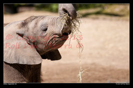 Elefant, Wuppertaler Zoo