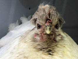 Oeufs fécondés (poules de gabarit moyen)