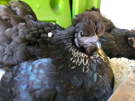 Oeufs fécondés de poules atypiques avec coqs brahma