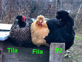 NOUVEAU !! Oeufs fécondés de poules atypiques avec coq brahpi (Famille M1)