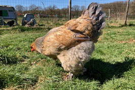 oeufs fécondés de brahmas atypiques et + (A100)