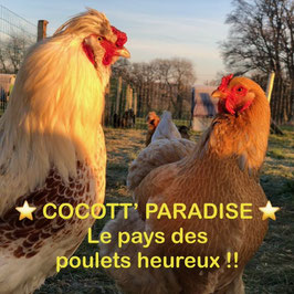 Commande Florent D.