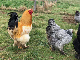 oeufs fécondés brahmas atypiques (AB)