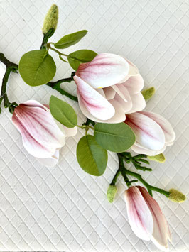 Magnolie, weiß/rosé