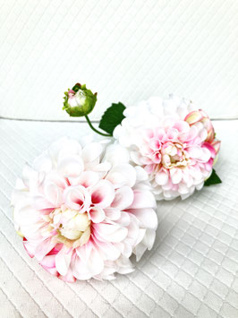 Pompondahlie, weiß/rosé