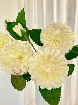 Dahlie, creme