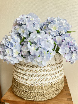 Hortensie, zartblau