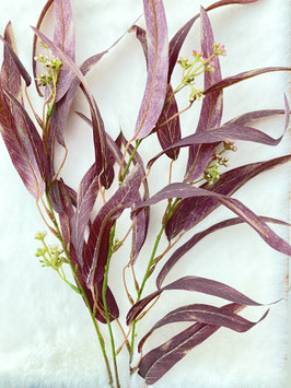 Eukalyptus, purple