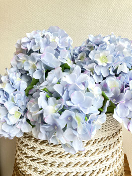 Hortensie, zartblau