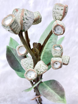 Eukalyptus, grün,weiß