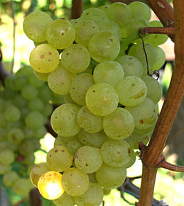 Chardonnay Box